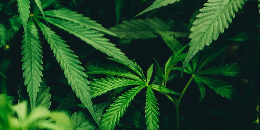 National Fire Protection Association (NFPA) Setting Standards for Cannabis Industry